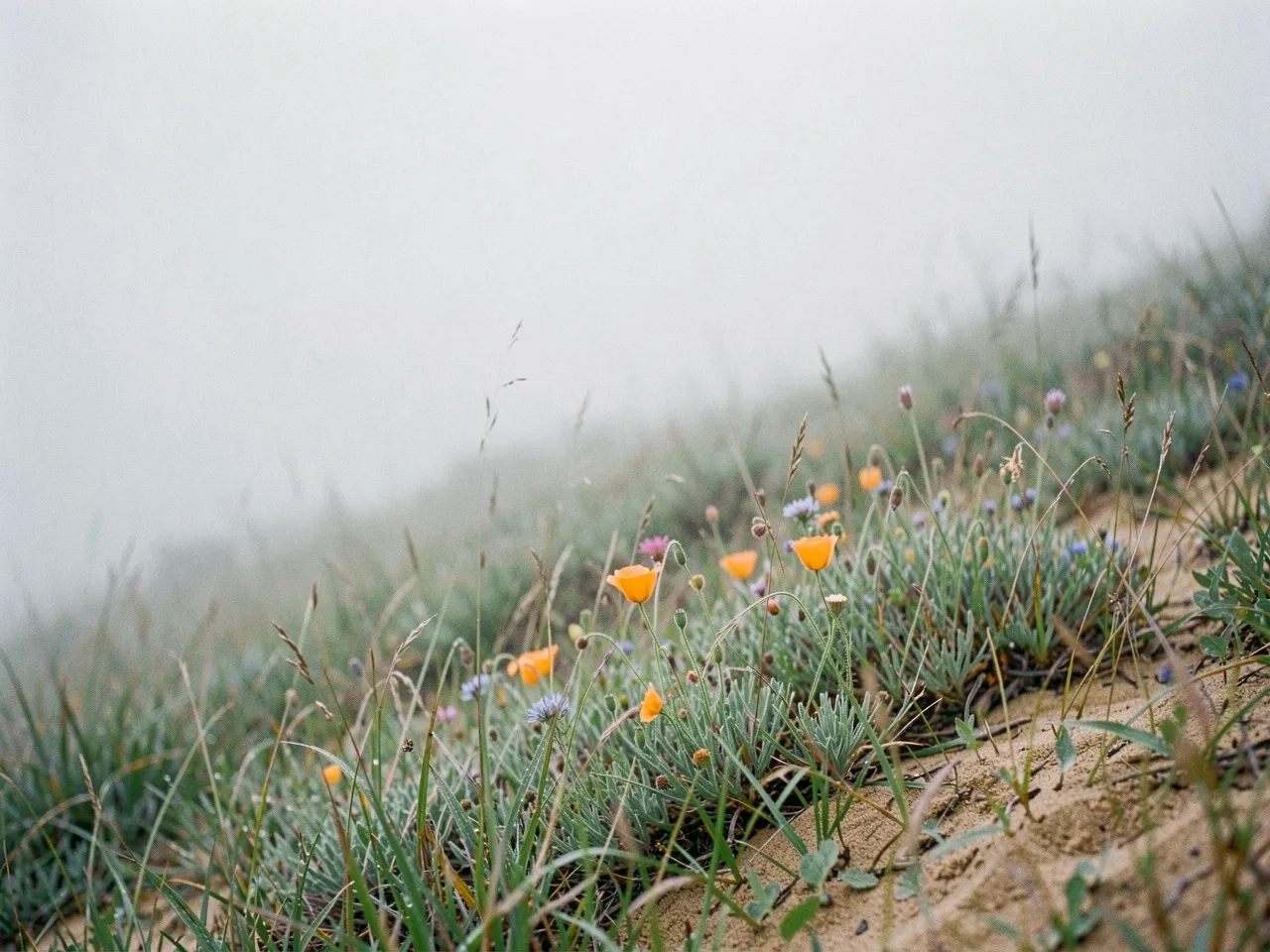 Coastal grasses and wildflowers along the California shoreline